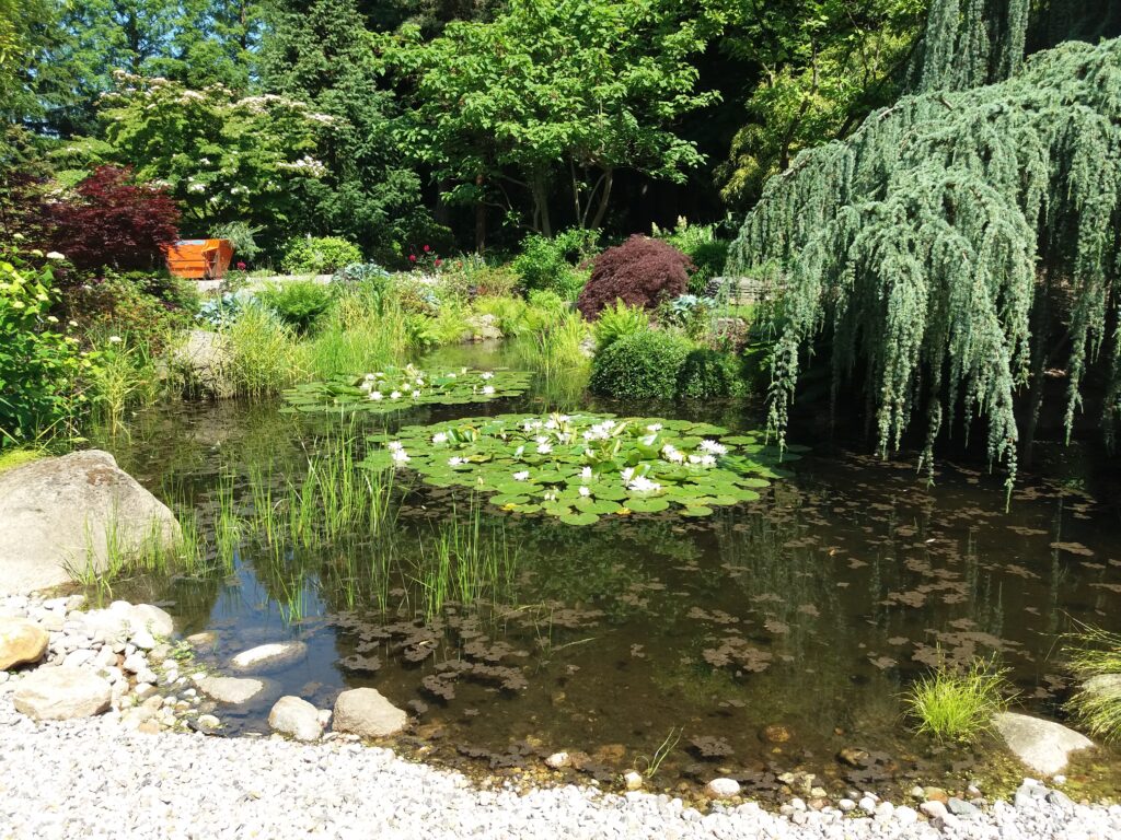 am Teich im Loki-Schmitt-Garten